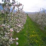 Meli in fiore Val Venosta